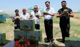 吃瓜网红小勺子视频,揭秘娱乐圈幕后故事